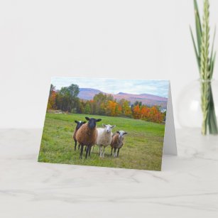 Cadeaux Moutons Anniversaire Drole Zazzle Fr