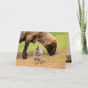 Carte Moutons Et Poulets Chers Amis Anniversaire