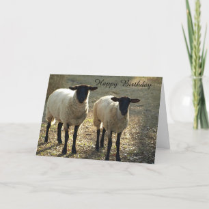 Carte Moutons Suffolk Joyeux Anniversaire de notre part 