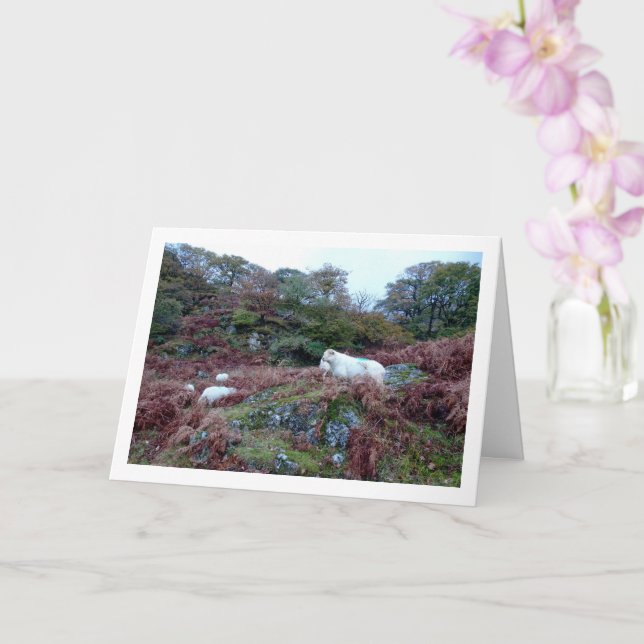 Carte Moutons sur la Montagne (Orchidée)