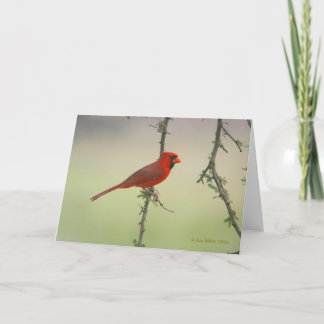 Carte Mr. Cardinal