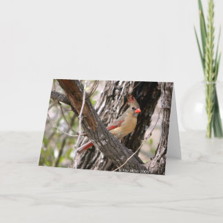 Carte Mrs Cardinal-2004