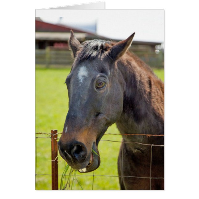 Carte muette de cheval (Devant)