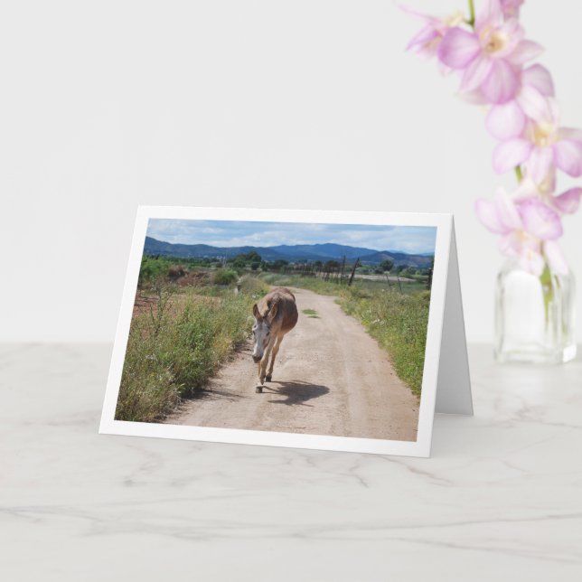 Carte Mulet espagnol sur route de campagne (Orchidée)