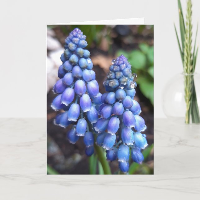 Carte Muscari Armeniacum, Hyacinthe aux raisins avec Rai (Devant)