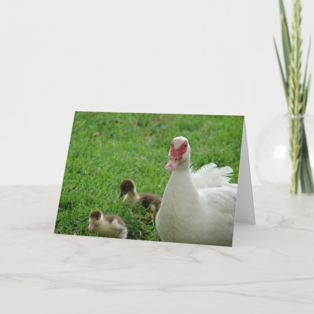 Carte Muscovy Hen Et Duckls (Devant)