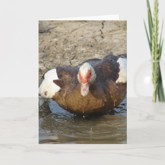 Carte Muscovy Hen Jouer dans une flaque (Devant)