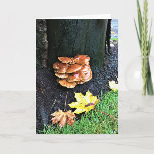 Carte Mushrooms on a tree, Oregon