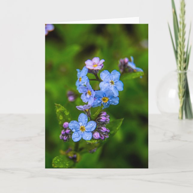 Carte Myosotis des marais sous la pluie (Devant)