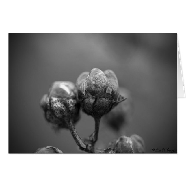 Carte Myrtle Crape (Devant Horizontal)