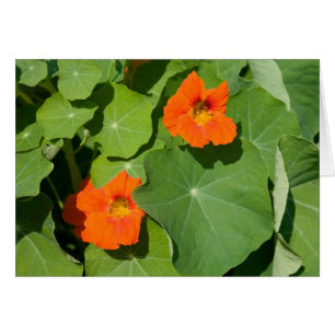 Carte Nasturtium orange