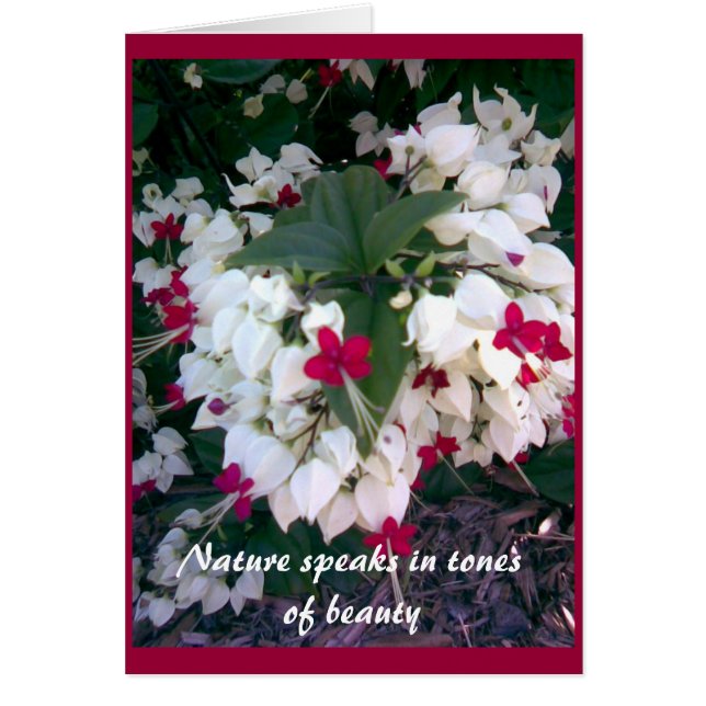 Carte Nature 2 (Devant)