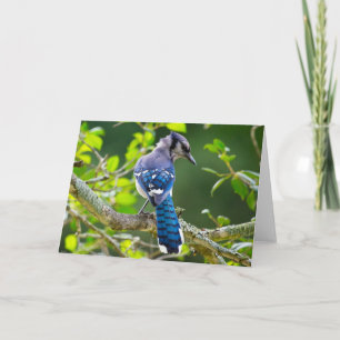 Carte Nature Photographie Shy Blue Jay Vêtements Cadeaux