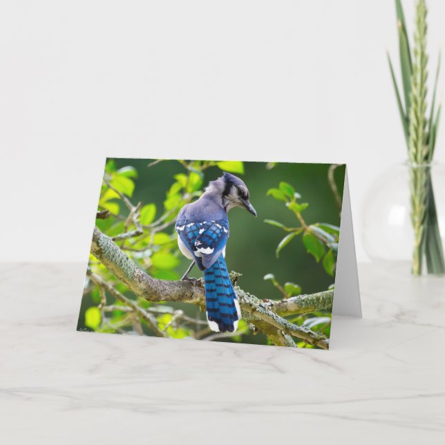 Carte Nature Photographie Shy Blue Jay Vêtements Cadeaux (Devant)