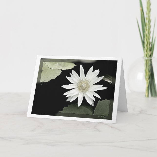 Carte Nénuphar blanc (Devant)