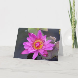 Carte Nénuphar de fin d'été