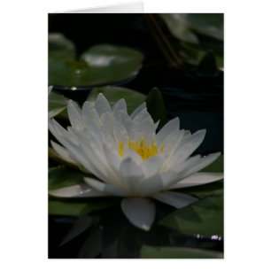 Carte Nénuphar Lotus blanche