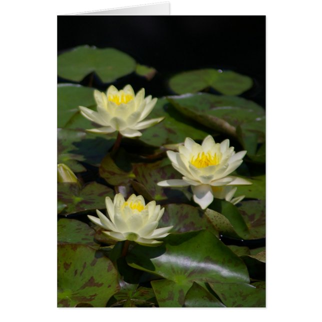Carte Nénuphar Lotus blanche (Devant)