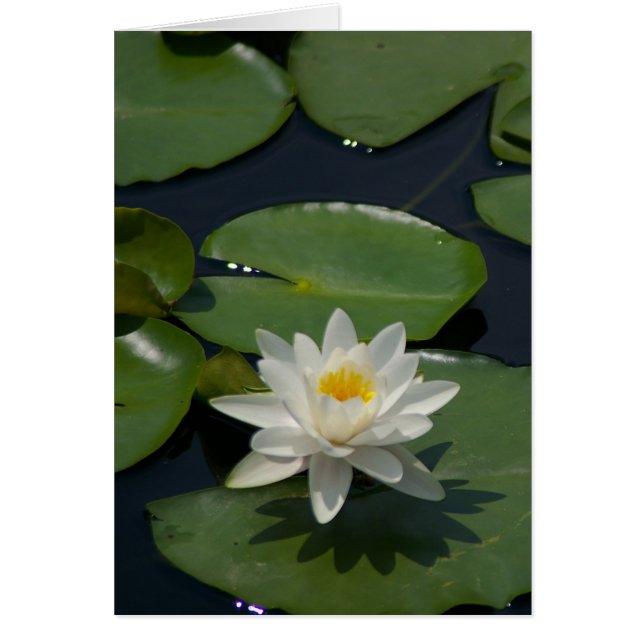 Carte Nénuphar Lotus blanche (Devant)