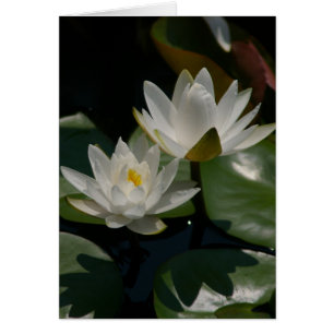 Carte Nénuphar Lotus blanche