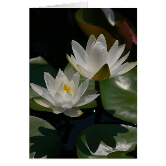 Carte Nénuphar Lotus blanche (Devant)