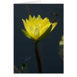 Carte Nénuphar Lotus Jaune
