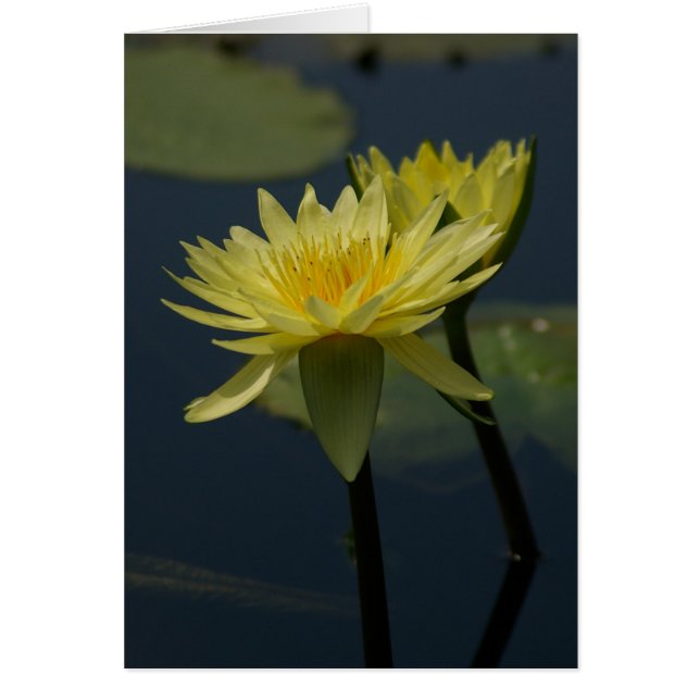 Carte Nénuphar Lotus Jaune (Devant)