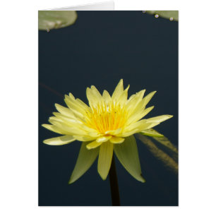 Carte Nénuphar Lotus Jaune