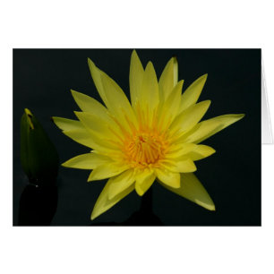 Carte Nénuphar Lotus Jaune