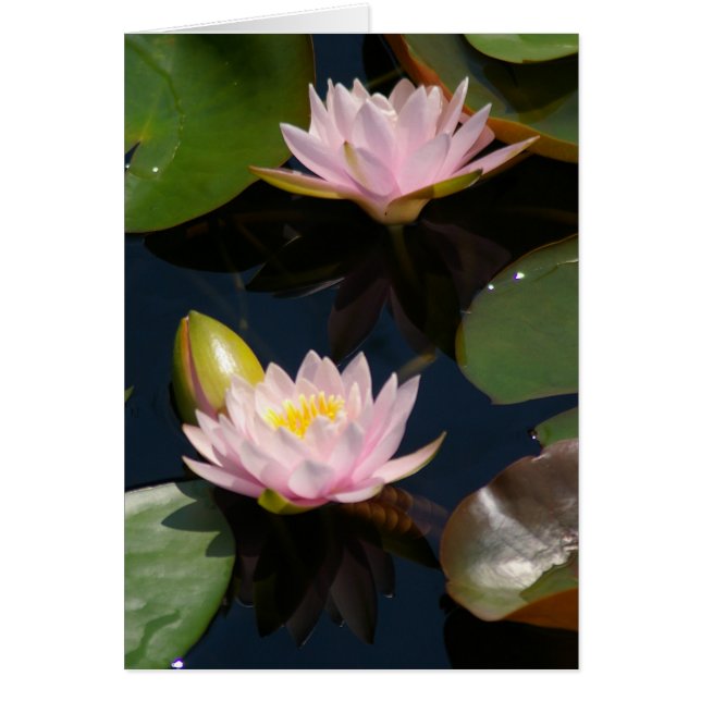 Carte Nénuphar Lotus Rose (Devant)