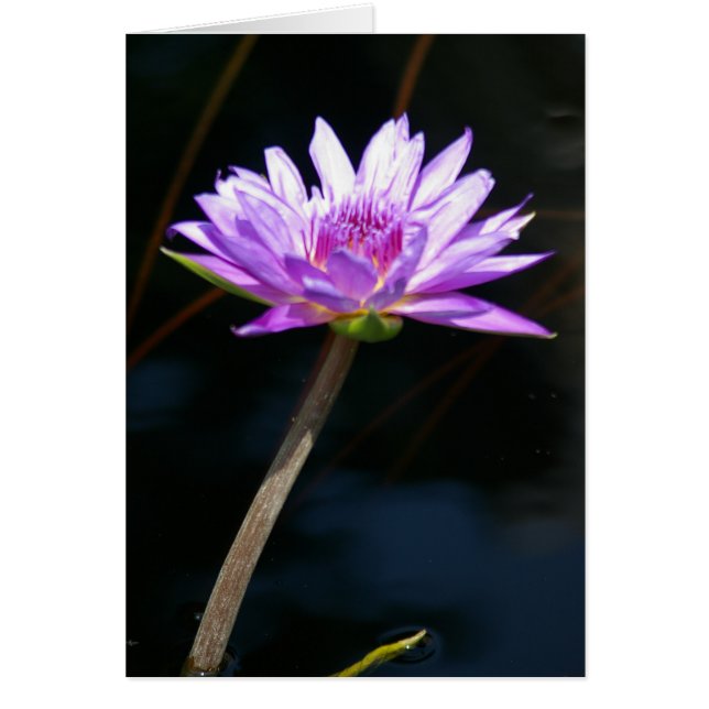 Carte Nénuphar Lotus violet (Devant)