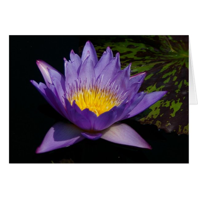 Carte Nénuphar Lotus violet (Devant horizontal)