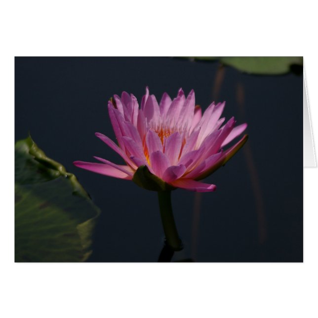 Carte Nénuphar Lotus violet (Devant horizontal)