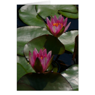 Carte Nénuphar Purple Lotus