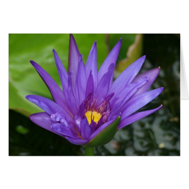 Carte Nénuphar violet (Devant horizontal)