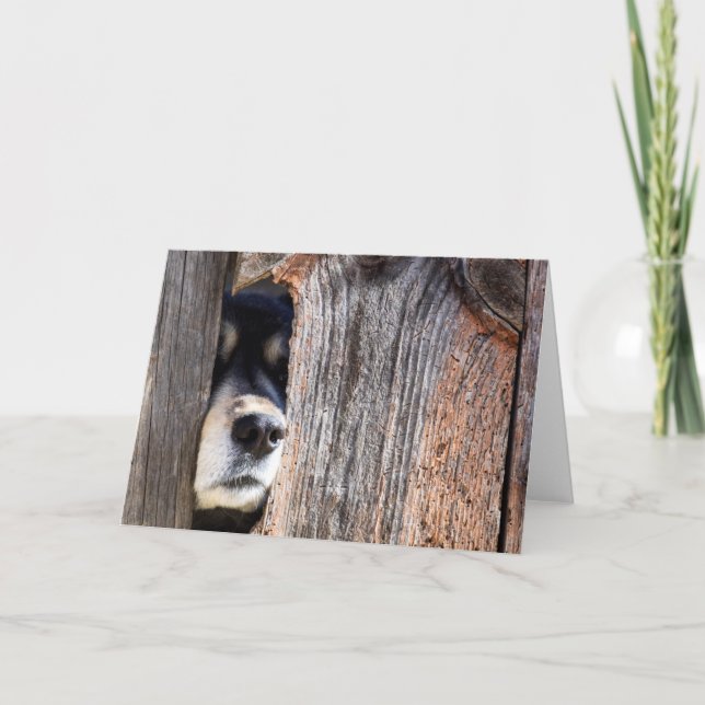 Carte Nez De Berger Allemand Qui Pille À Travers La clôt (Devant)