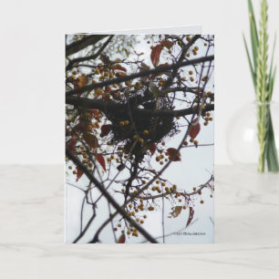 Carte Nid aigre-doux