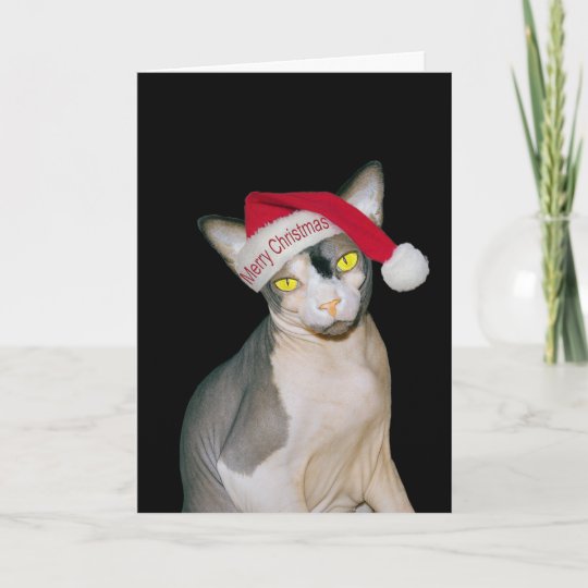 Carte Noel Noir De Pere Noel De Chat De Sphynx Zazzle Fr