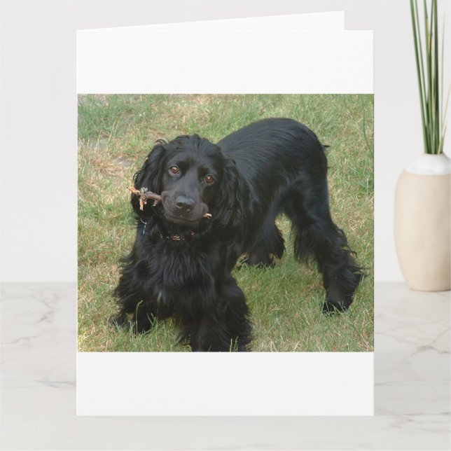 Carte noir anglais cocker spaniel plein 2 (Devant)