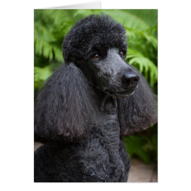 Carte Noir Blanc Poodle (Devant)