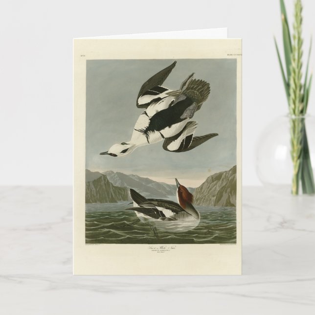 Carte Nonne blanche ou sournoise, d'Audubon's Birds of A (Devant)