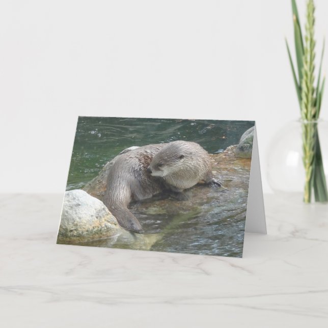 Carte North American River Otter #2 (Devant)