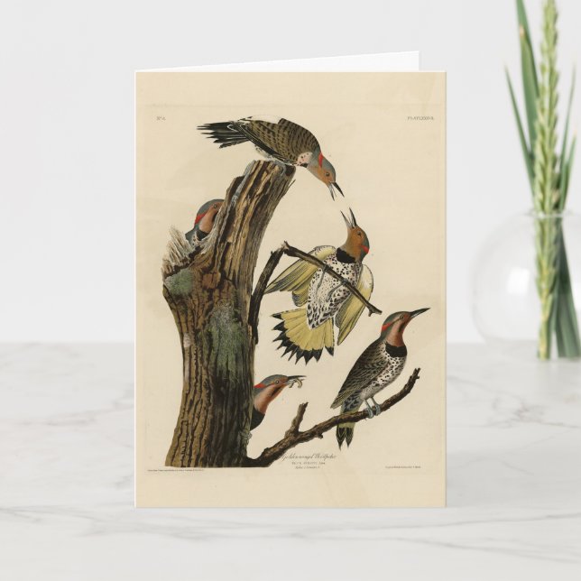 Carte Norther Flicker de Audubon's Birds of America (Devant)