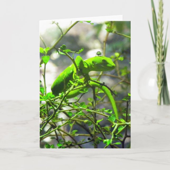 Carte Northland Green Gecko (Devant)