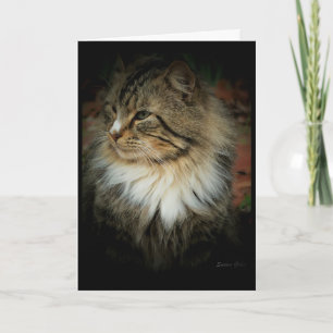 Carte Norvégien vous manque Chat de forêt