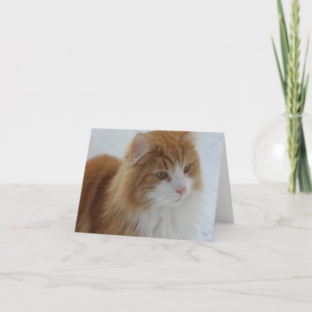 Carte Norwegian_Forest_Cat (Devant)