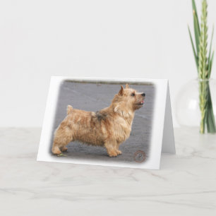 Carte Norwich Terrier