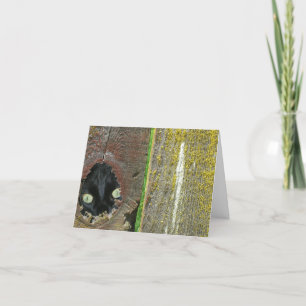 Carte - Note - observation du chat noir