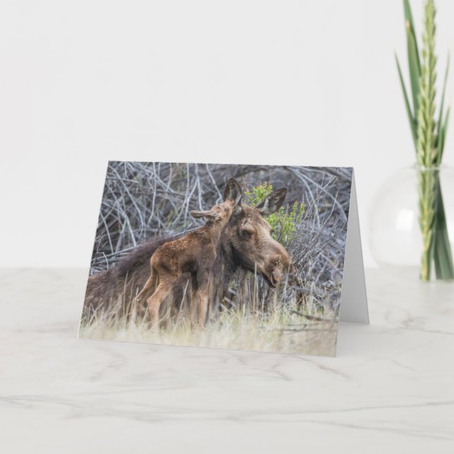 Carte Nouveau-né orignal caressant sa mère (Devant)