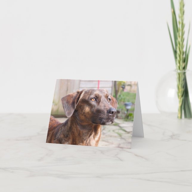 Carte Nowzad Rescue Dog Brin Notecard (Devant)